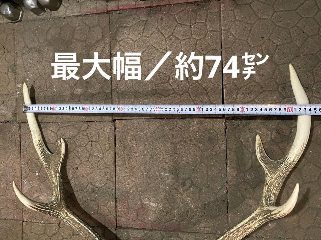 ム*☆様 蝦夷鹿hunting trophy（deer skull）