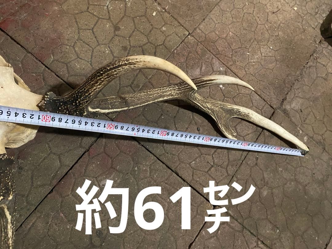 ム*☆様 蝦夷鹿hunting trophy（deer skull）