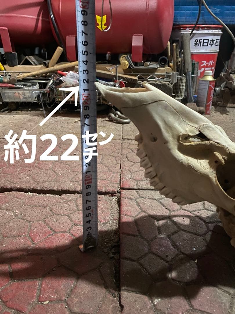 ム*☆様 蝦夷鹿hunting trophy（deer skull）