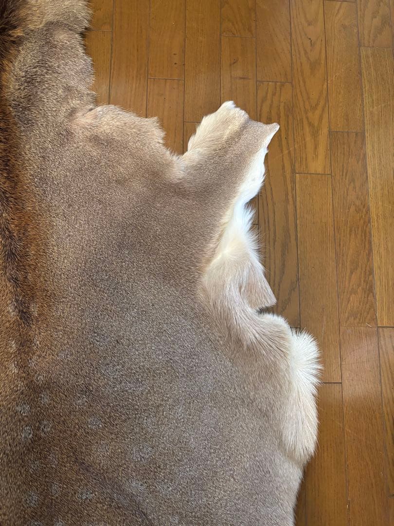 だ*ぶ様 蝦夷鹿毛皮ラグ　天然　バンビ