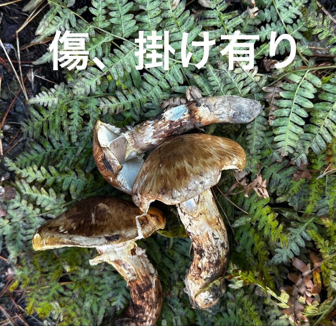 11/5午前中採取　岩手県　岩泉産　天然松茸　150g