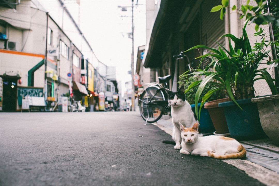 レンズ(単焦点) CONTAX Carl Zeiss Planar T* 50mm F1.4 MM
