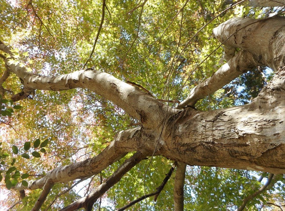 【美品】Nikon coolpix A300 ニコン　デジガメ　SDカード2GB