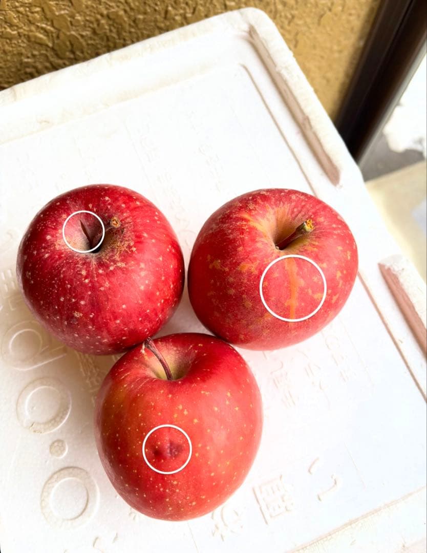 化学肥料未使用の青森県産リンゴ（サンフジ）10キロ家庭用