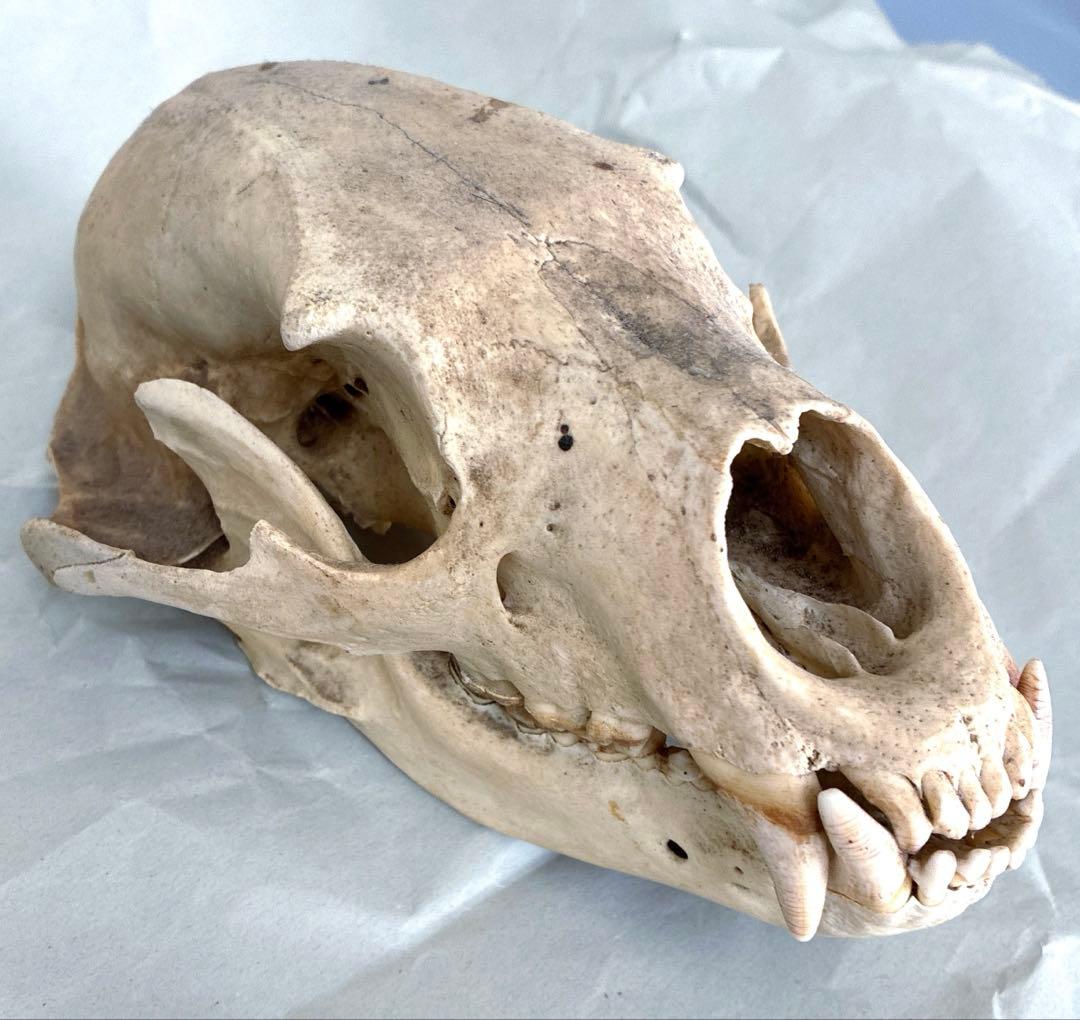 ツキノワグマ　頭骨　頭蓋骨　標本　置物