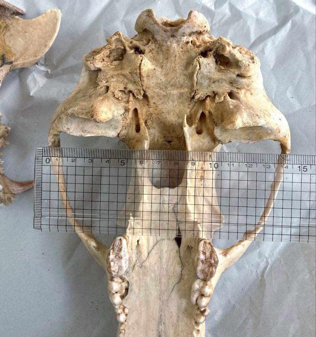 ツキノワグマ　頭骨　頭蓋骨　標本　置物