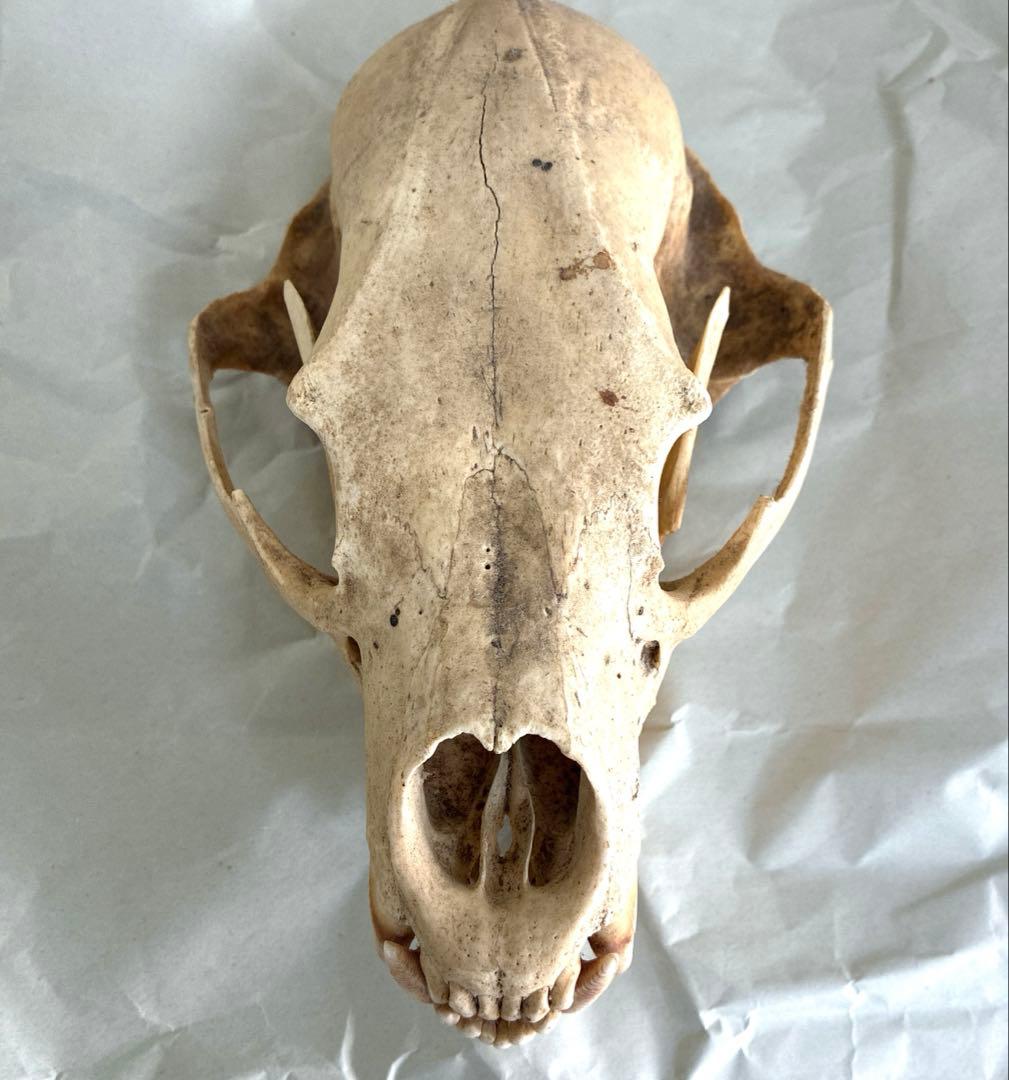 ツキノワグマ　頭骨　頭蓋骨　標本　置物