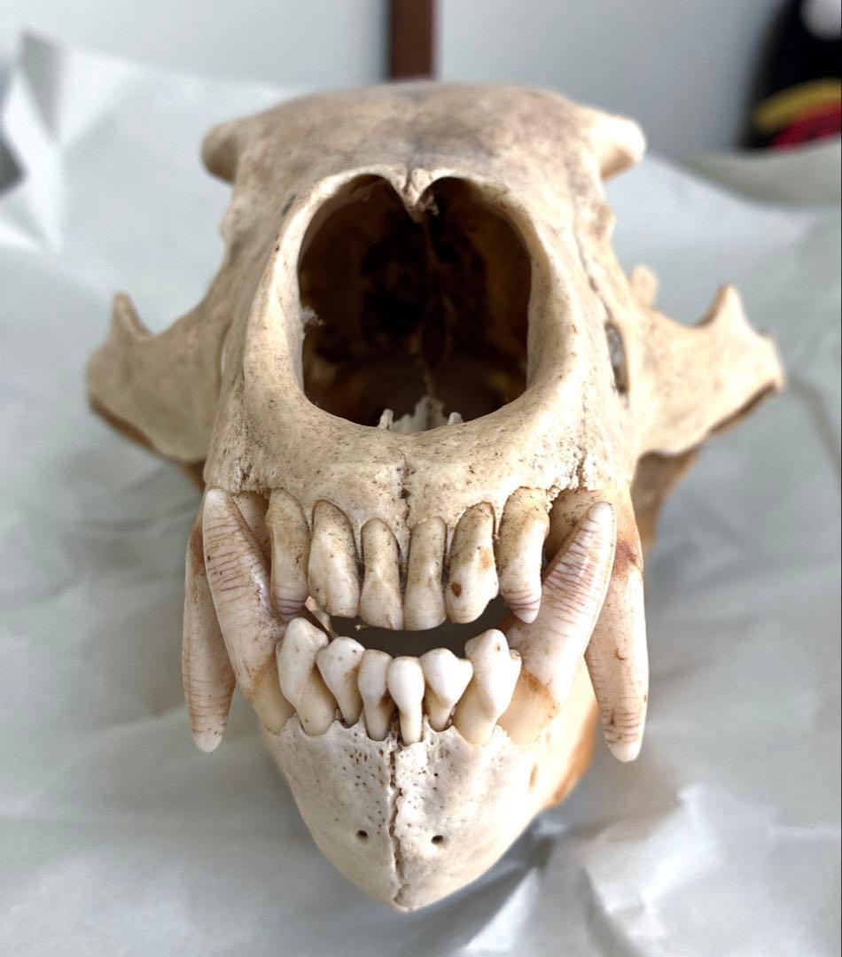 ツキノワグマ　頭骨　頭蓋骨　標本　置物