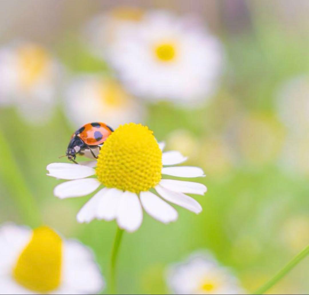 銘玉！Leica Summaron 3.5cm オールドレンズ【メンテ済み】