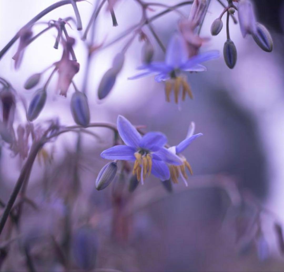 銘玉！Leica Summaron 3.5cm オールドレンズ【メンテ済み】