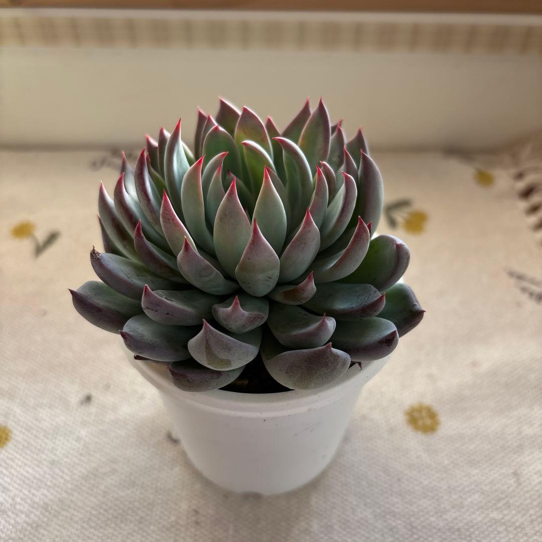 Echeveria、5点セットです(^-^)