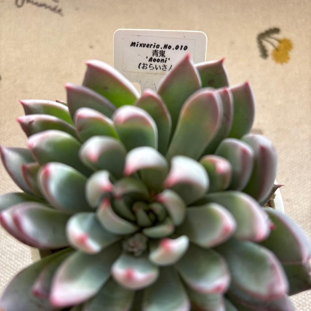 Echeveria、5点セットです(^-^)