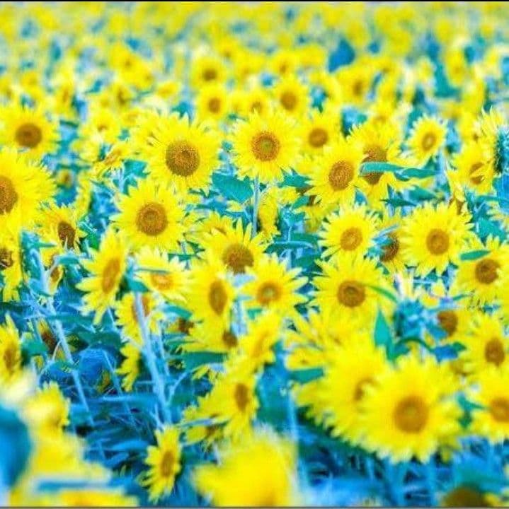 みゆらいむハニーナッツ6本、大くるみ2本、くるみやまびこハーフ20個