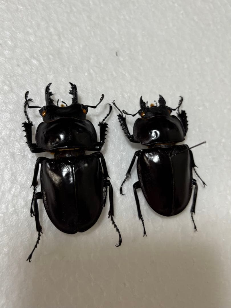 ヤエヤママルバネクワガタ　野外品　58mm 51mm ペア