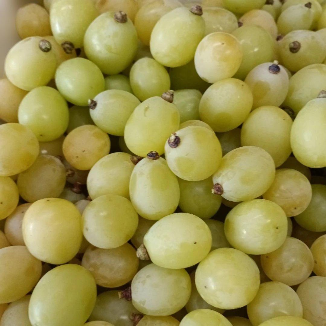 シャインマスカット大粒完熟増量の、徳用5.5キロ入りの粒バック入りになります。