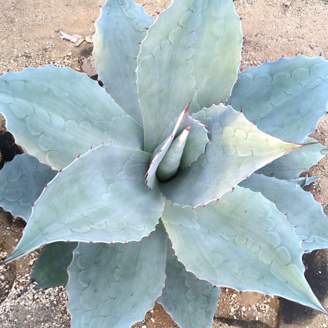 D*o様 オバティフォリア　フロスティブルー　超特大約60cm　アガベ