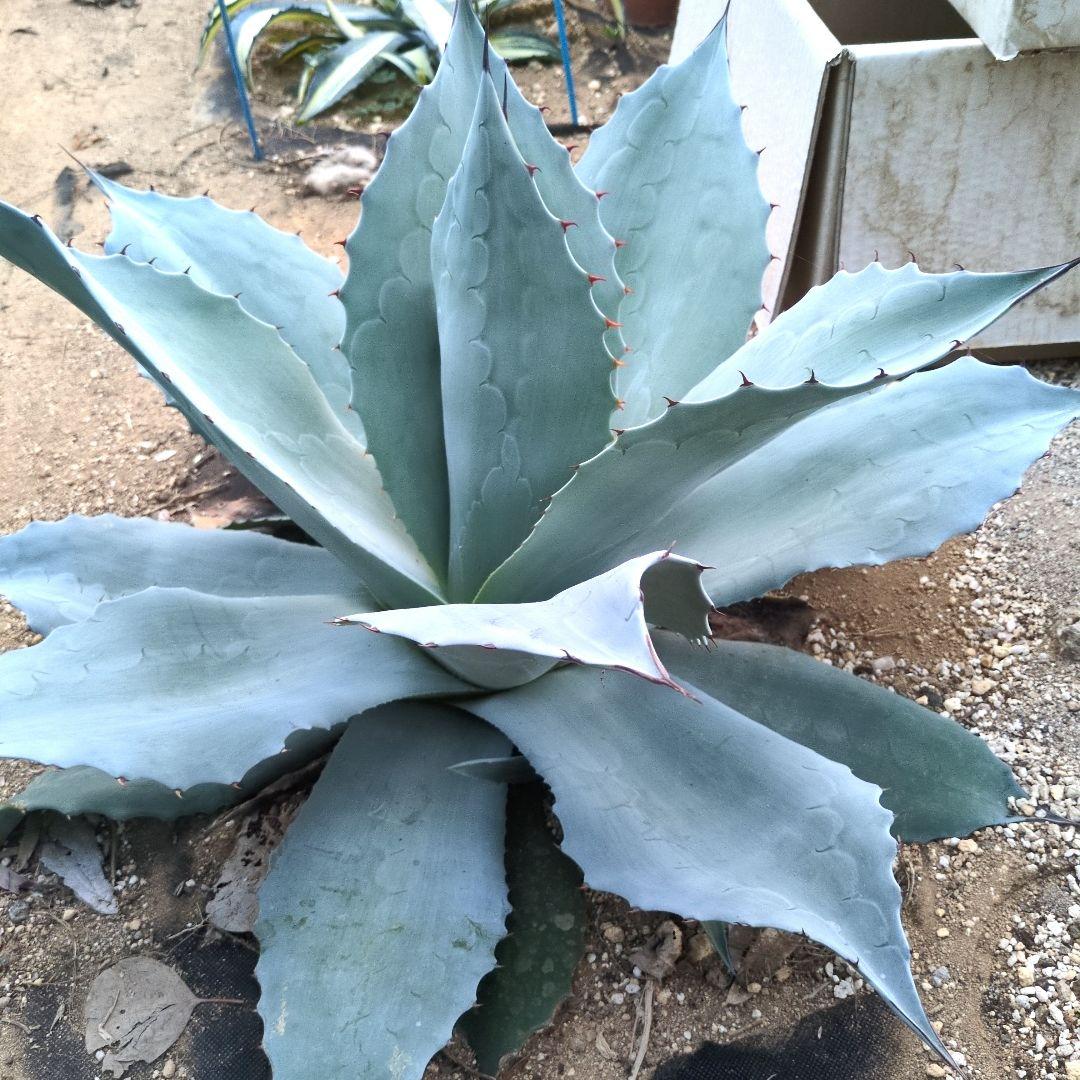 D*o様 オバティフォリア　フロスティブルー　超特大約60cm　アガベ