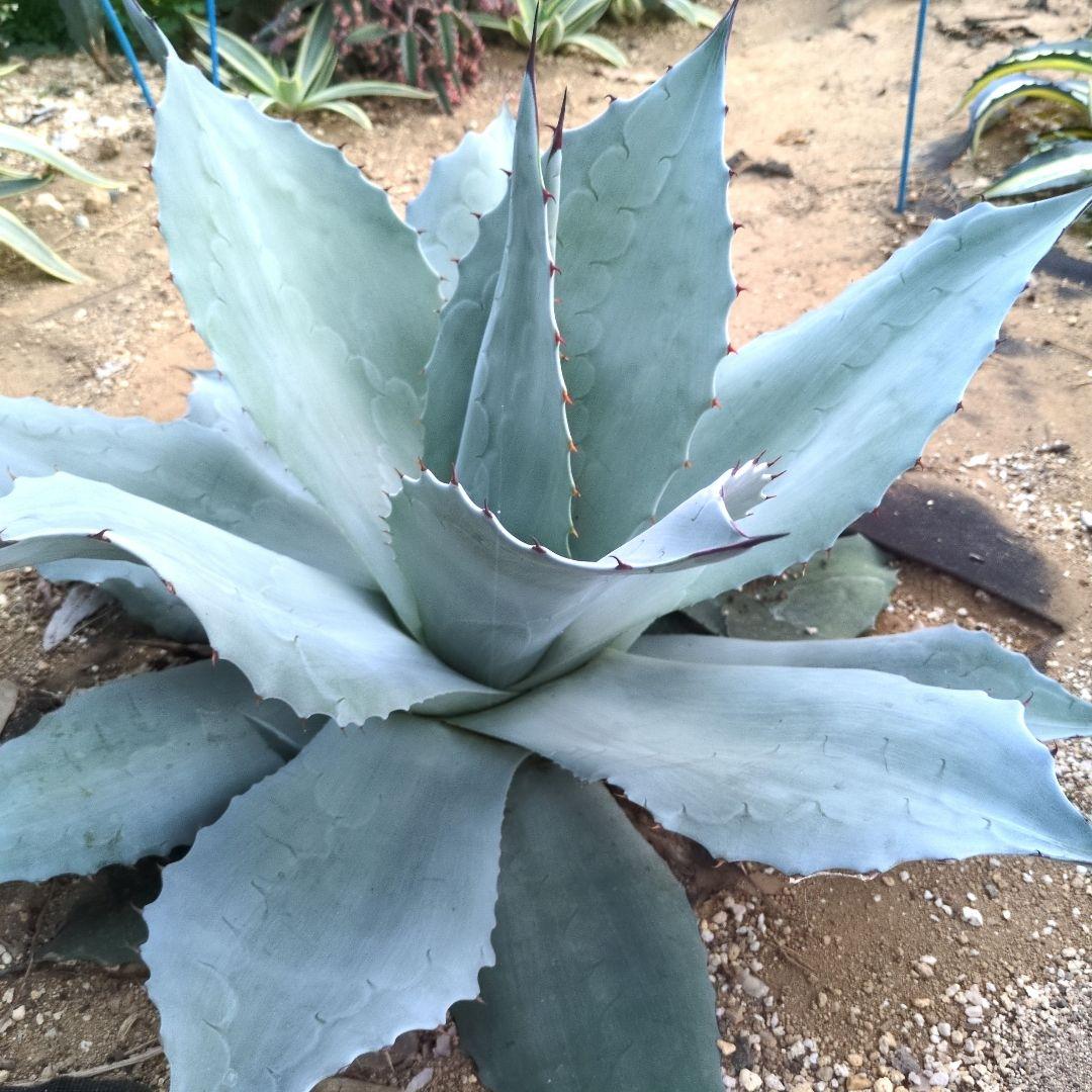 D*o様 オバティフォリア　フロスティブルー　超特大約60cm　アガベ