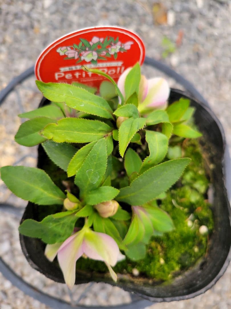 プチドール　シングル　クリスマスローズ