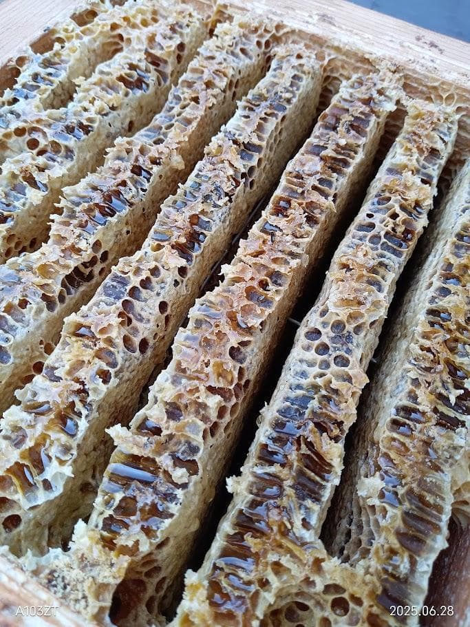 華♪　　二ホンミツバチのハチミツ　６００ｇ×２