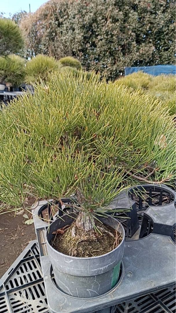 黒松盆栽　中品