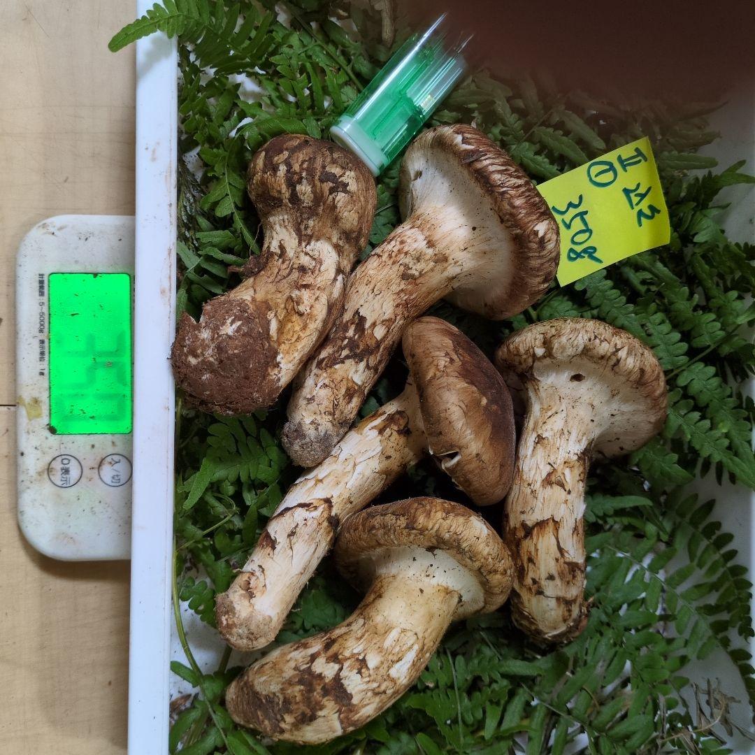 和歌山松茸 新鮮朝市　込み込み　350㌘