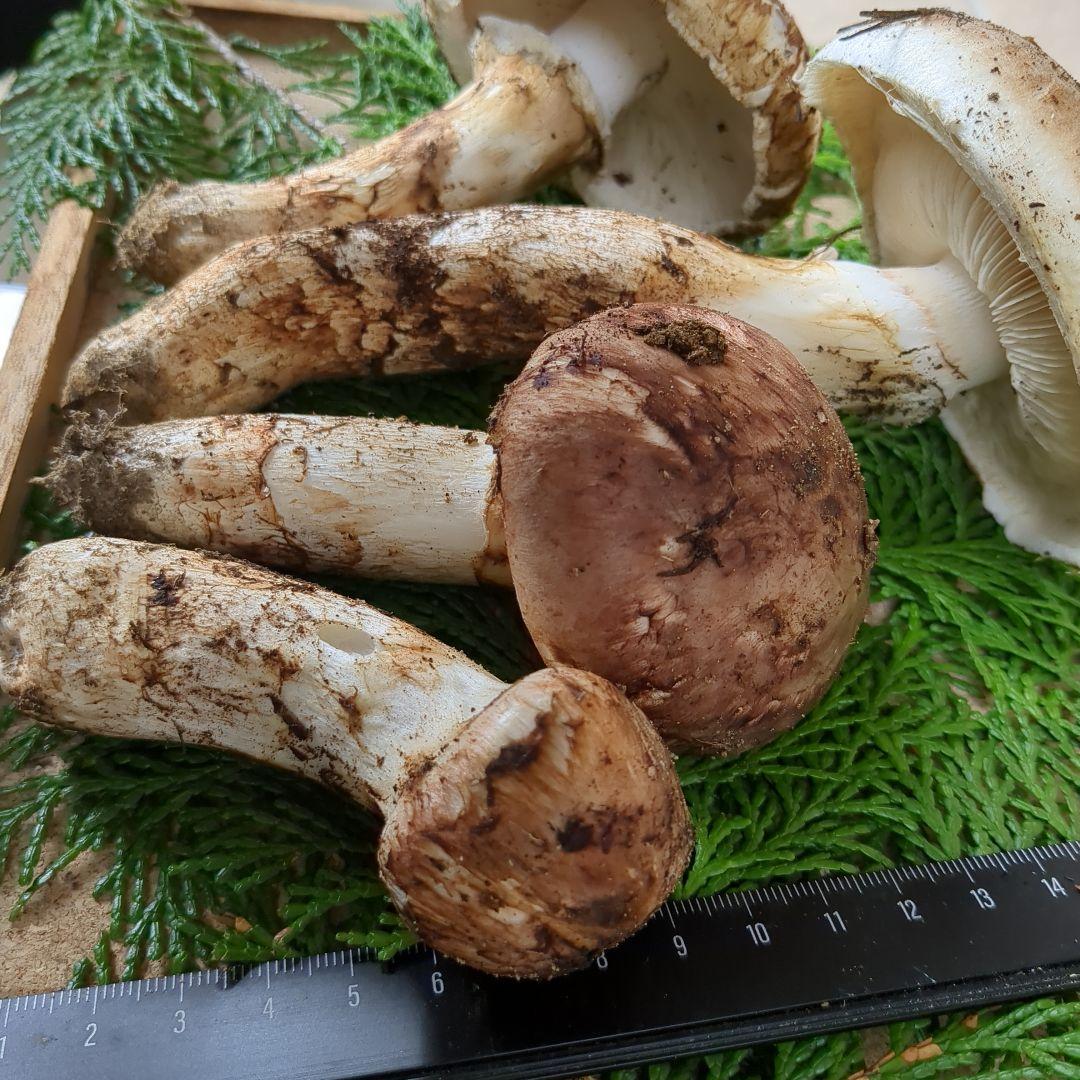 信州産松茸 266g