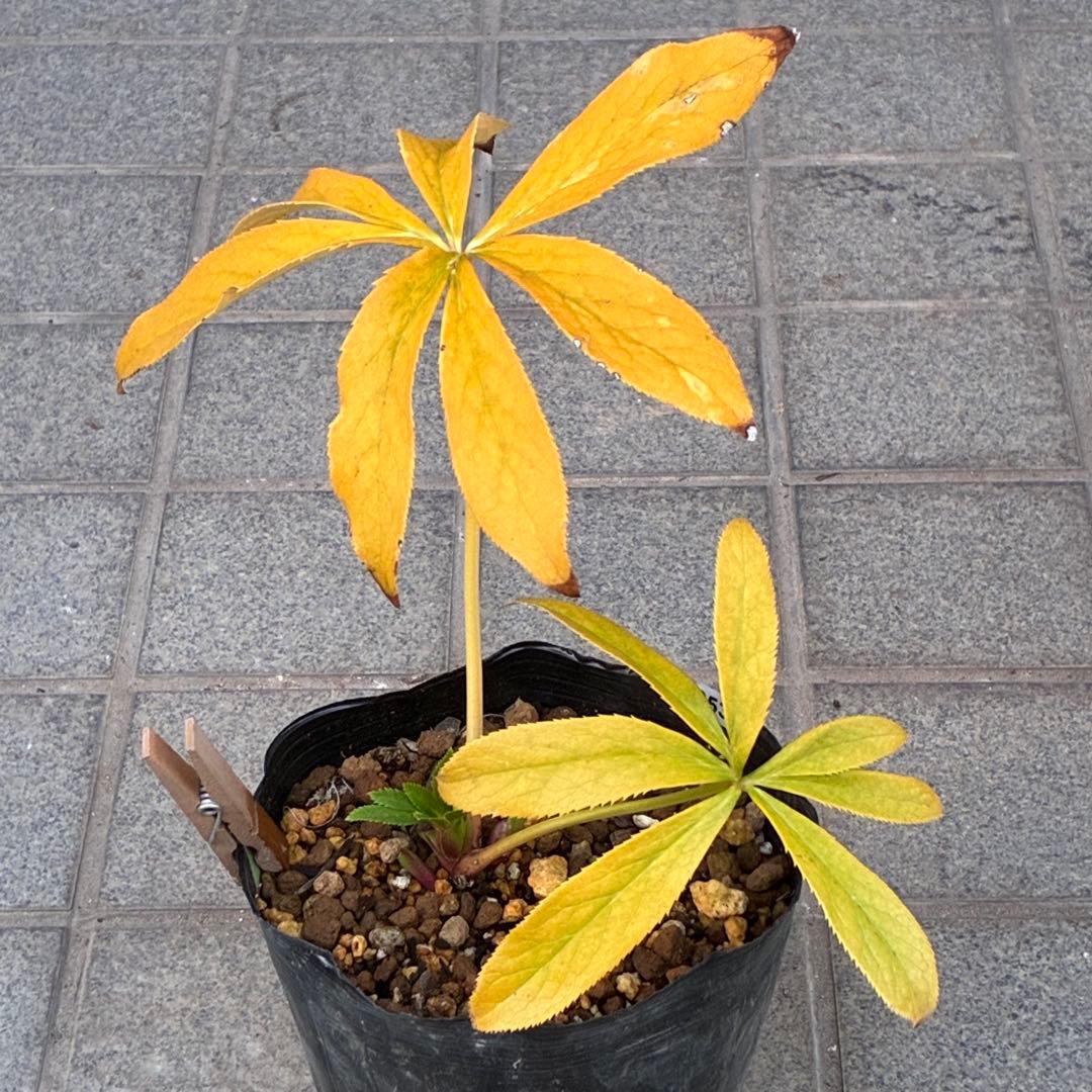 オ*ン様 ☘️蕾付き☘️根パンパン❤️沢山新芽元気株❤️3253⭐️強香⭐️強烈