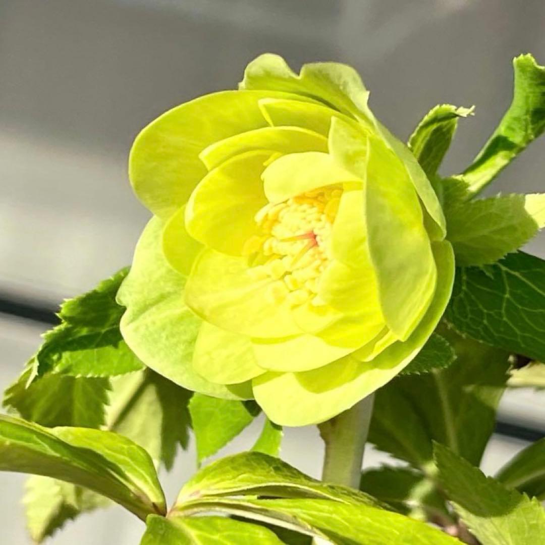 オ*ン様 ☘️蕾付き☘️根パンパン❤️沢山新芽元気株❤️3253⭐️強香⭐️強烈