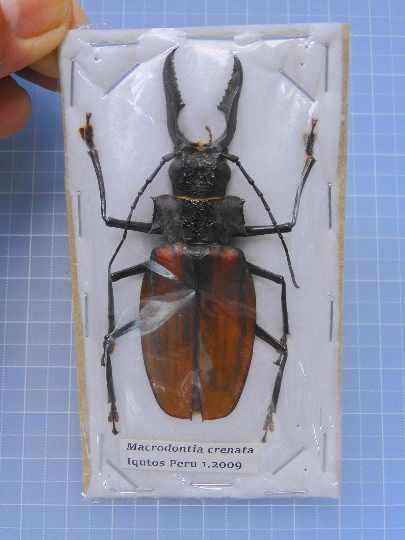 ペルー産　クレナータオオキバウスバカミキリ　75mm