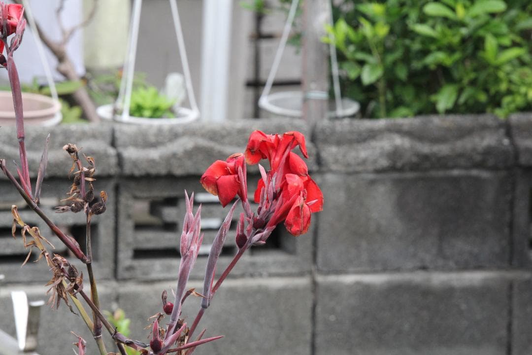 【箱付き】 SIGMA 100-400mm F5-6.3 DG Canon EF