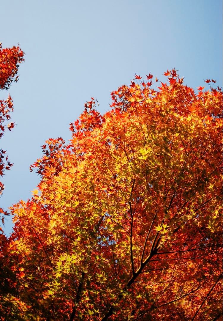 ＊KYYST5＊様専‼️レンズ込み