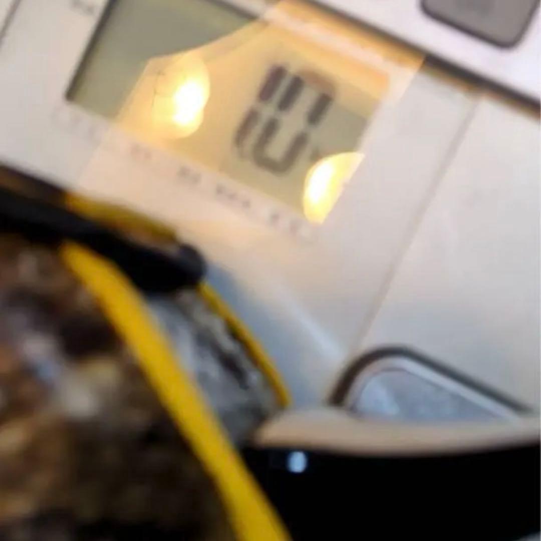 三線　胴 蛇皮（裏側破れ）【ケース付き】 訳あり