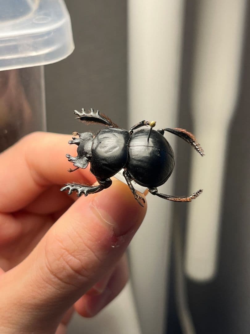 【29mm♂】クモガタタマオシコガネに酷似のPachysoma schinzi