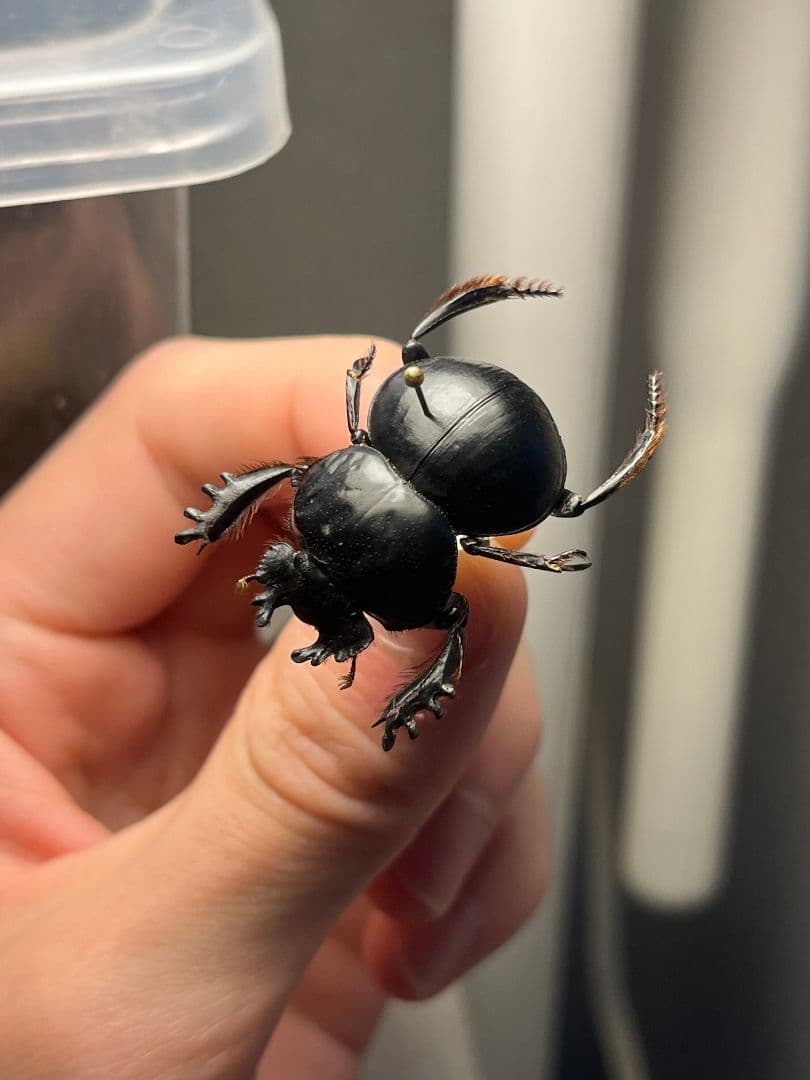 【29mm♂】クモガタタマオシコガネに酷似のPachysoma schinzi