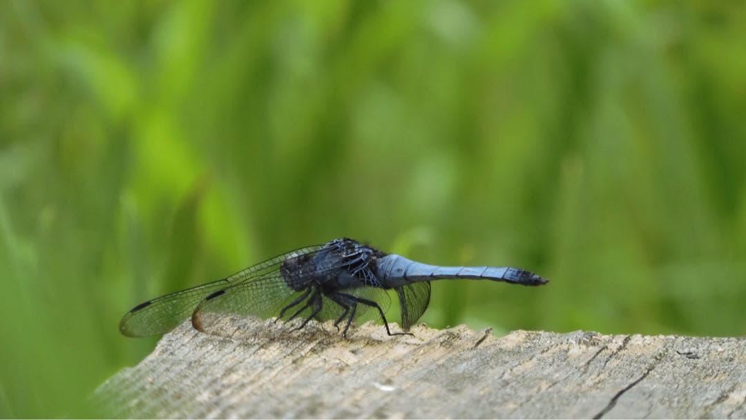 ［付属品多数］Nikon COOLPIX A1000