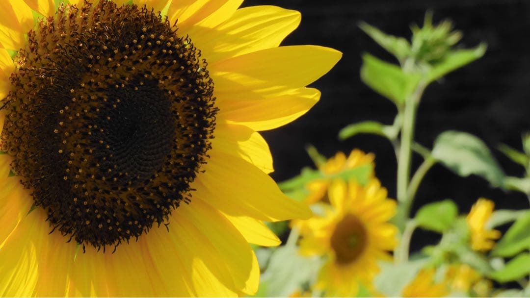 ［付属品多数］Nikon COOLPIX A1000