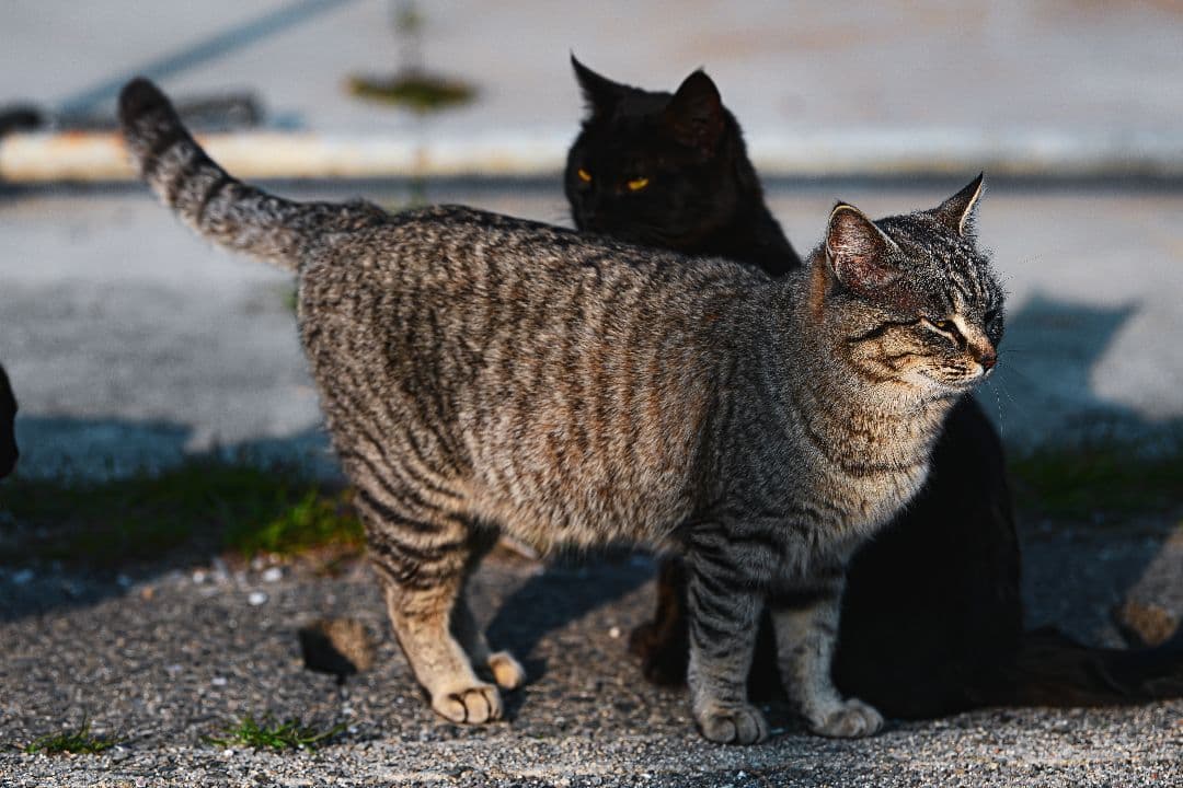 【ジャンク 説明必読】Nikon Z6ii ミラーレス一眼。