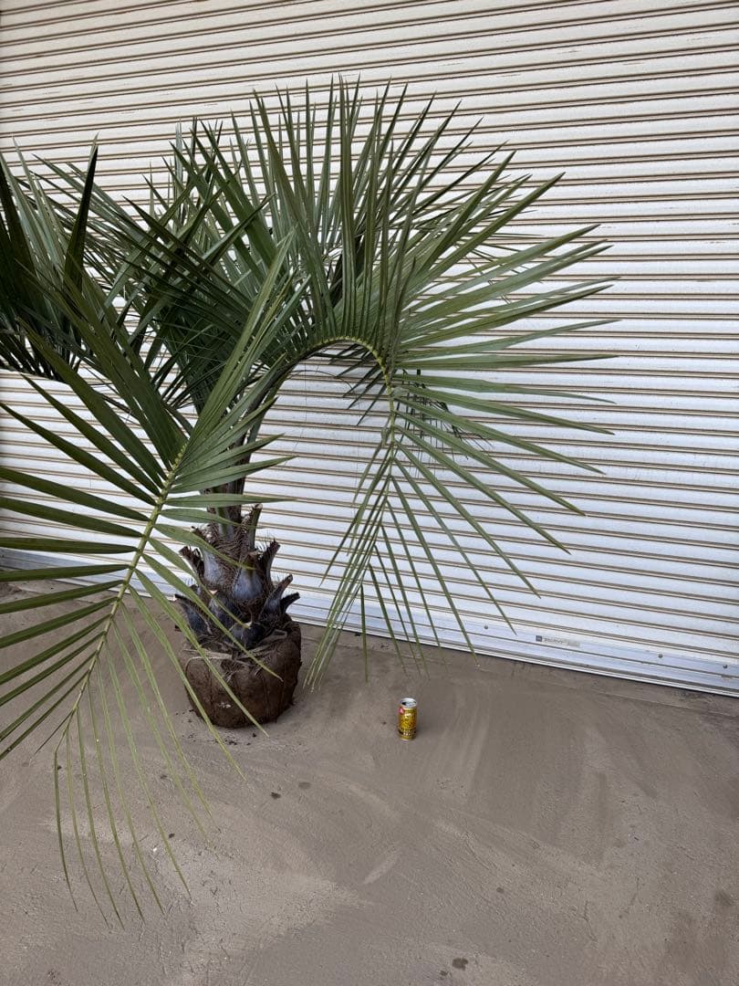 送料込み　ココスヤシ　シルバーリーフ　形状良　幹極太　庭木　シンボルツリー