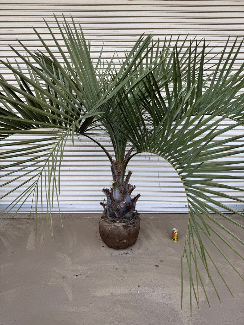 送料込み　ココスヤシ　シルバーリーフ　形状良　幹極太　庭木　シンボルツリー