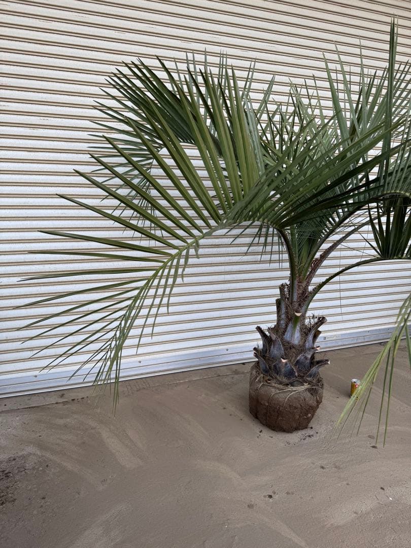 送料込み　ココスヤシ　シルバーリーフ　形状良　幹極太　庭木　シンボルツリー