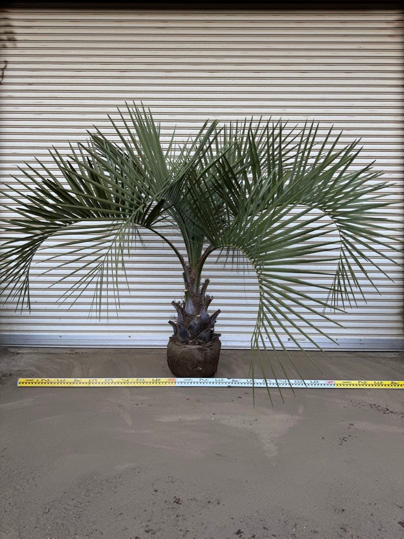 送料込み　ココスヤシ　シルバーリーフ　形状良　幹極太　庭木　シンボルツリー