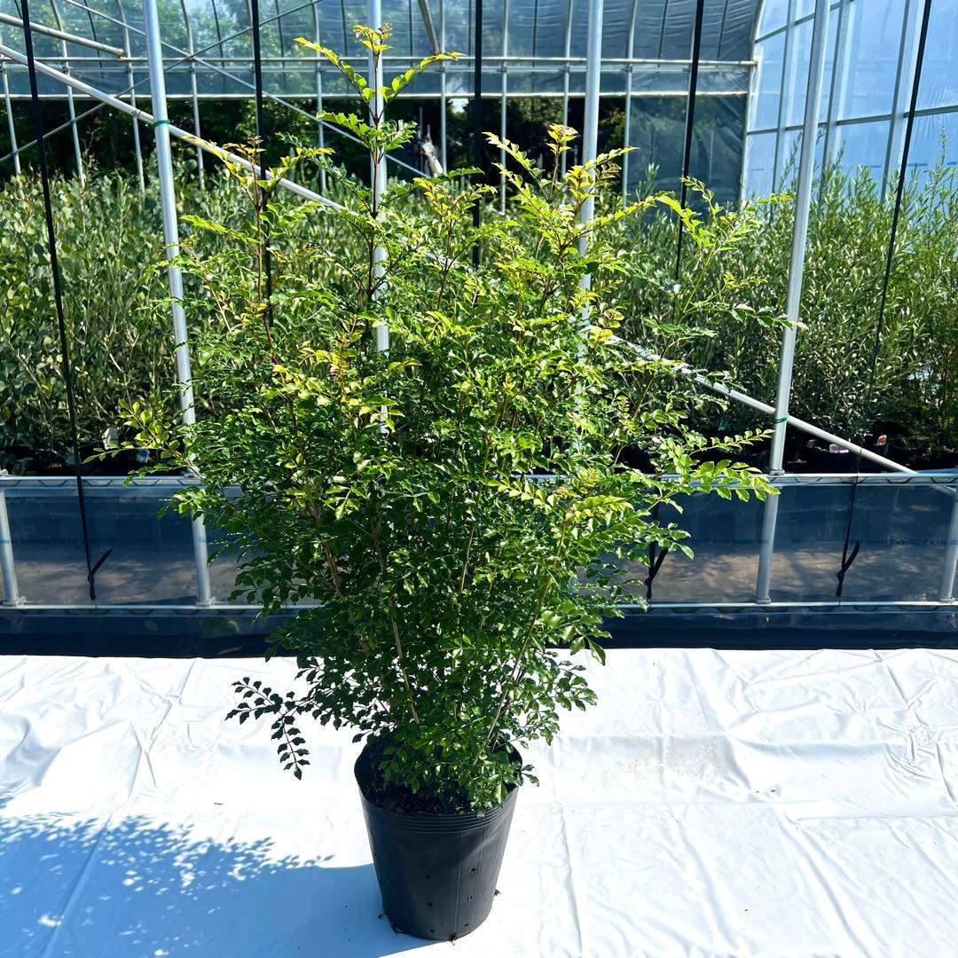 【セット割‼️高さ100㎝前後❗️】シマトネリコ 株立ち 10本立ち以上　2本セット