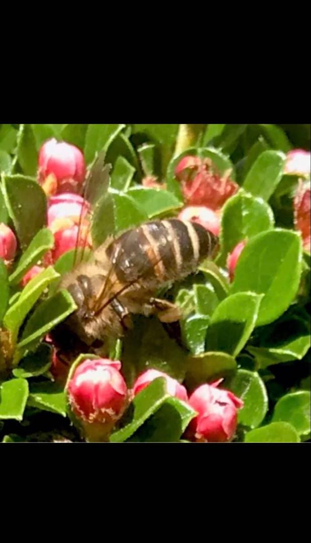 日本蜜蜂　蜂蜜　非加熱無調整純粋生ハチミツ