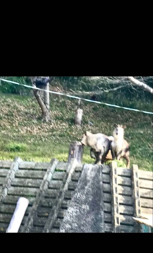 日本蜜蜂　蜂蜜　非加熱無調整純粋生ハチミツ