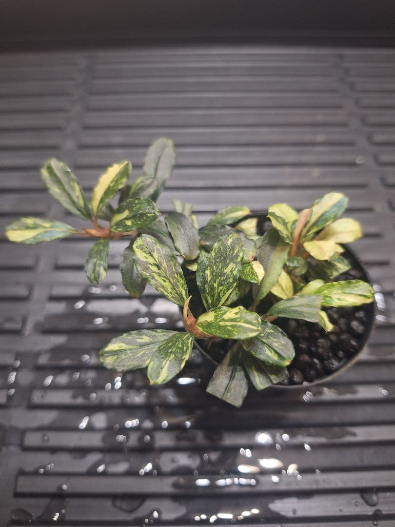 水草 Bucephalandra sp.\