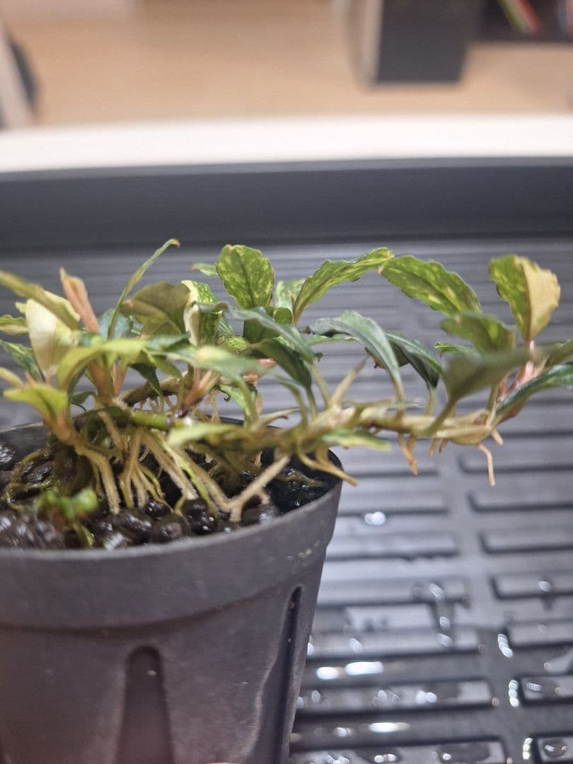 水草 Bucephalandra sp.\"Variegata\"