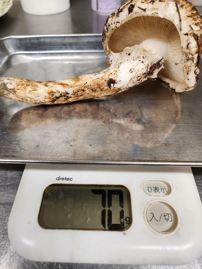 南信州松茸　蕾&開き 365g　最終