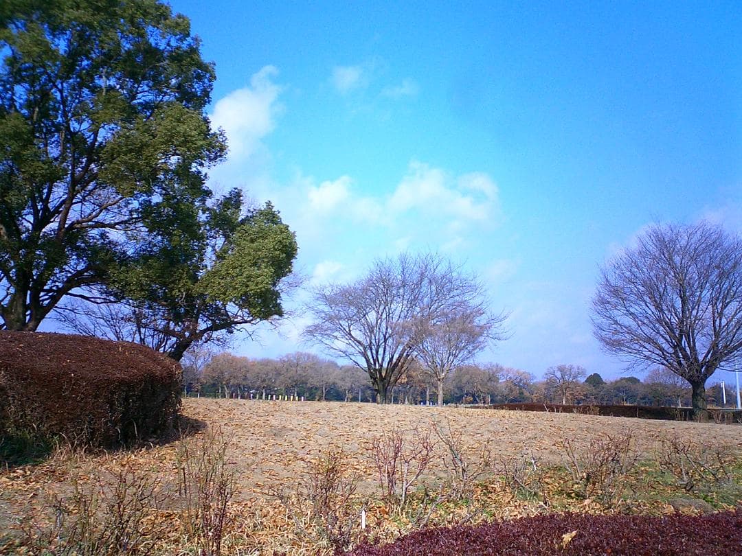 CASIO カシオ EXILIM EX-S20 コンデジ デジカメ 超軽量97g