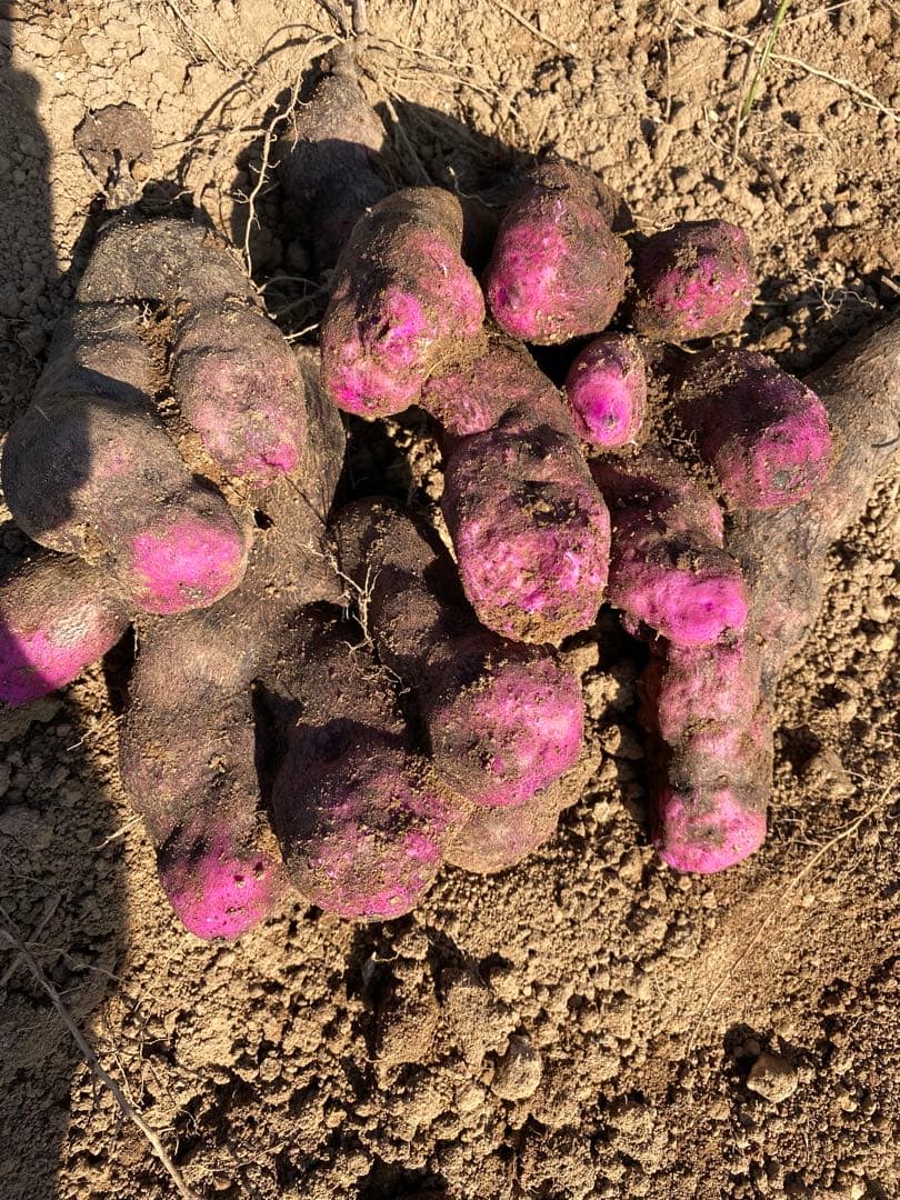 hisae 紫山芋　20kg